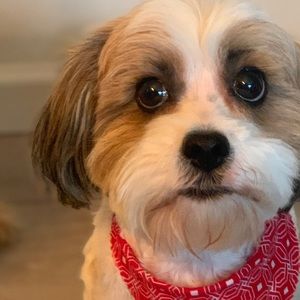 Meet your Posher, Lily